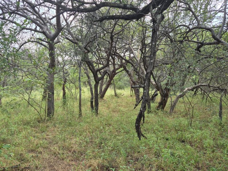 Vacant Land For Sale in Elephant Rock Eco Estate, Hoedspruit - Photo 8