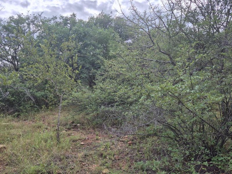 Vacant Land For Sale in Elephant Rock Eco Estate, Hoedspruit - Photo 7