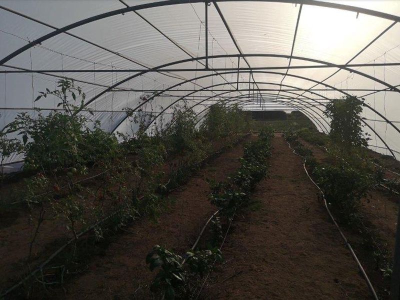 A functional greenhouse structure featuring a metal frame with plastic covering, equipped with an integrated irrigation system for agricultural cultivation.