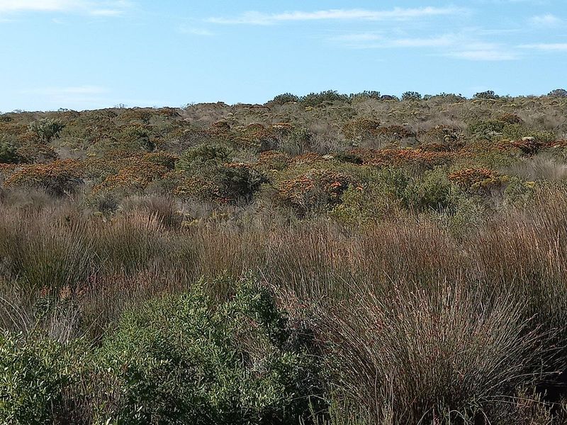 A wide-angle view of the natural landscape featuring native fynbos vegetation and rolling terrain typical of the farm property.