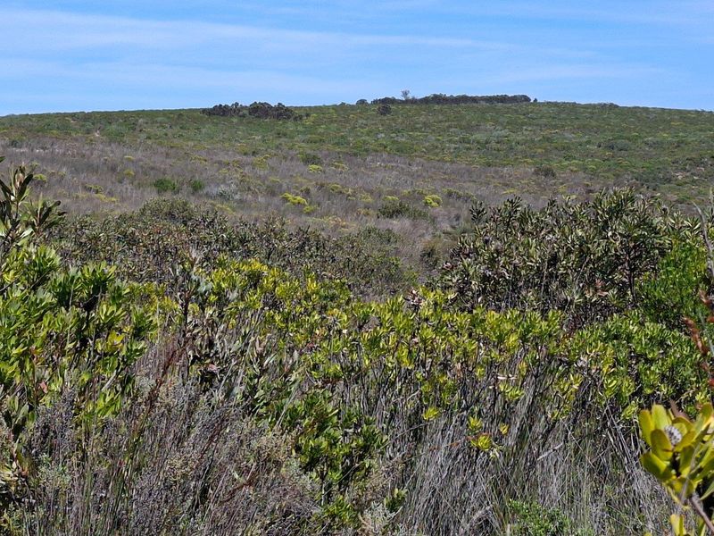 A scenic view of the natural landscape and indigenous vegetation on the farm property.
