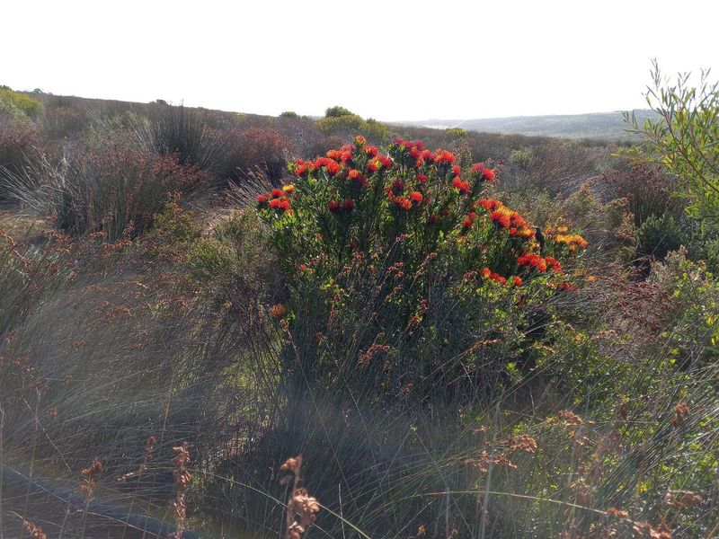 A scenic view of the natural landscape featuring native fynbos vegetation and vibrant flowering shrubs on the farm property.