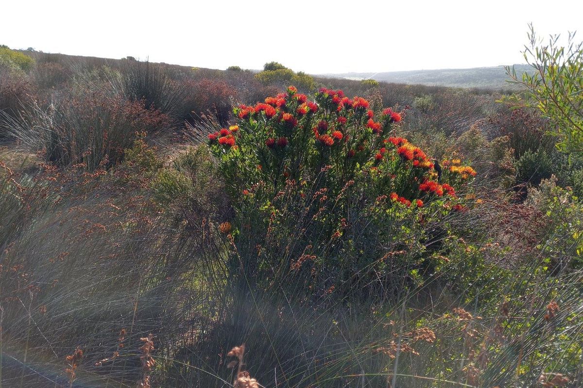A scenic view of the natural landscape featuring native fynbos vegetation and vibrant flowering shrubs on the farm property.