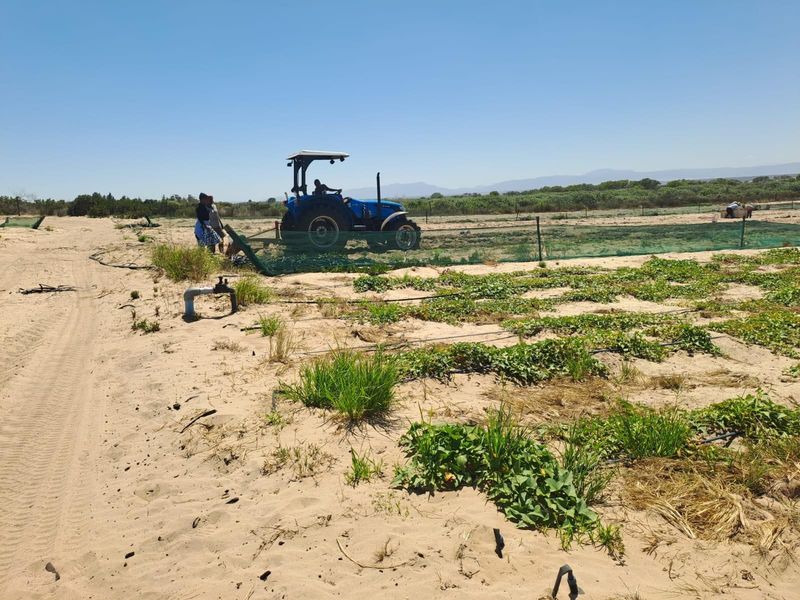 Turnkey Income-Producing Vegetable Farm - Hopefield - Photo 7