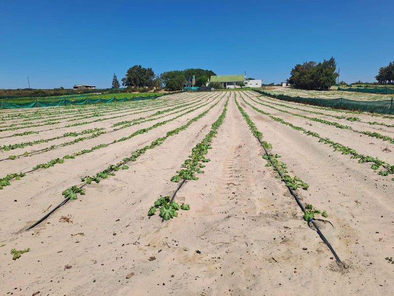 Turnkey Income-Producing Vegetable Farm - Hopefield - Photo 8