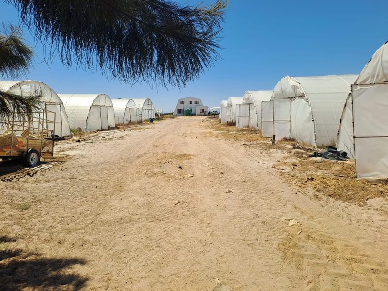 Turnkey Income-Producing Vegetable Farm - Hopefield - Photo 5