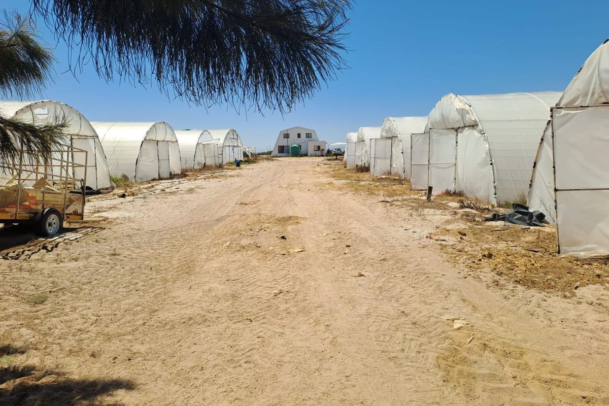 Turnkey Income-Producing Vegetable Farm - Hopefield - Photo 5