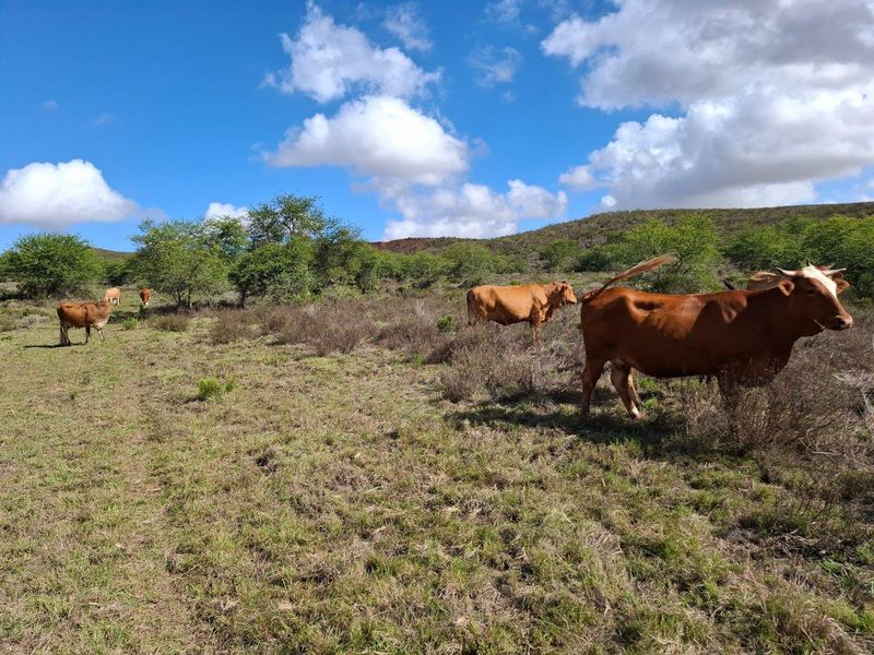 Expansive open grazing land featuring natural vegetation and rolling hills, suitable for livestock farming.