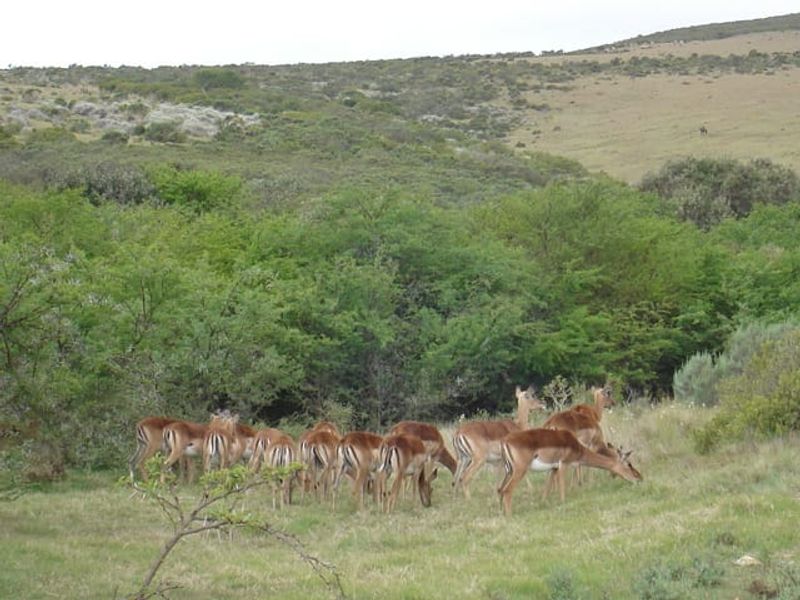 A scenic view of the natural landscape featuring rolling hills and indigenous vegetation on the farm property.