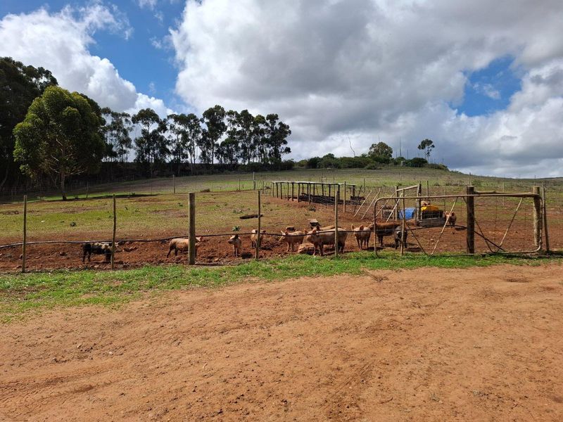 Outdoor farm enclosure featuring wire fencing, wooden posts, and a basic shelter structure, suitable for livestock management on the property.