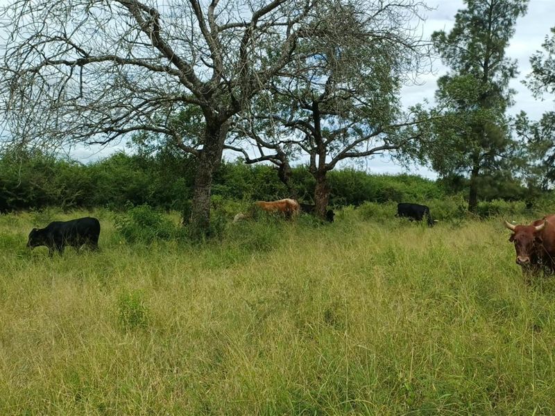 Expansive 138ha Farm with Multiple Houses and Renovation Opportunity - Photo 2