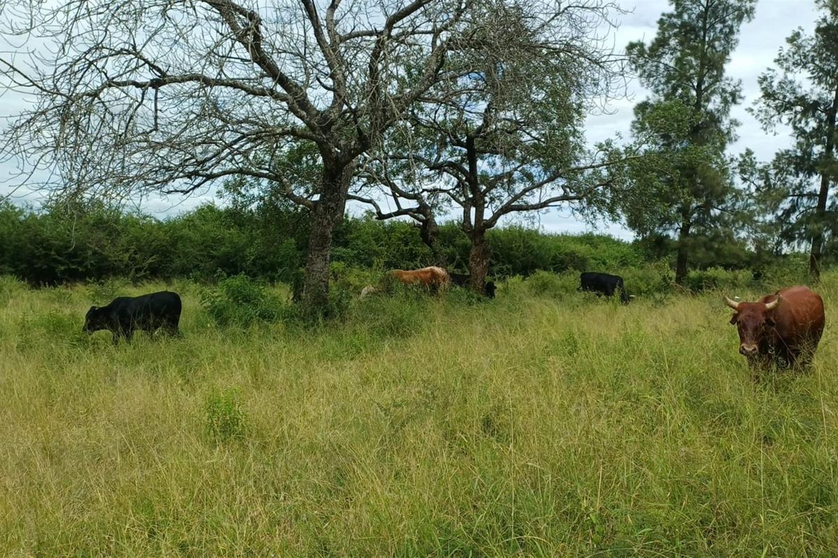Expansive 138ha Farm with Multiple Houses and Renovation Opportunity - Photo 2