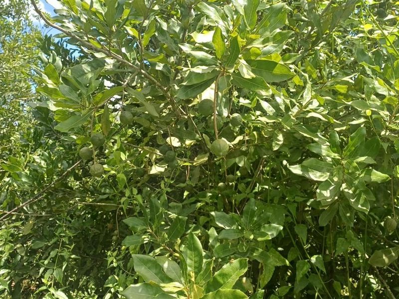 7.0109 ha Smallholding with Family Home, Loft Potential and Established Beaumont Orchard - Photo 7