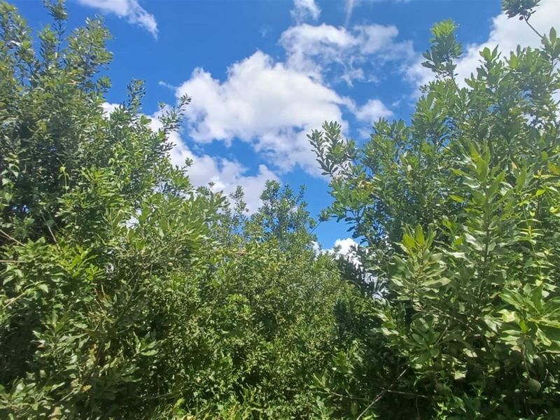 7.0109 ha Smallholding with Family Home, Loft Potential and Established Beaumont Orchard - Photo 6