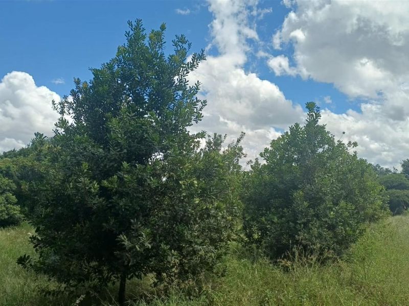 7.0109 ha Smallholding with Family Home, Loft Potential and Established Beaumont Orchard - Photo 9