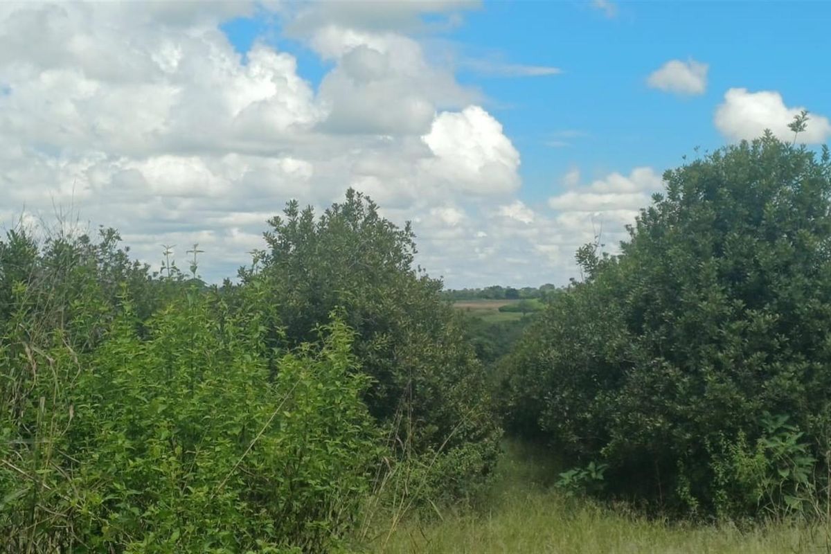 7.0109 ha Smallholding with Family Home, Loft Potential and Established Beaumont Orchard - Photo 5