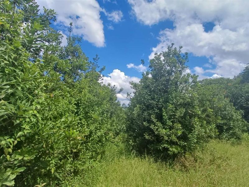 7.0109 ha Smallholding with Family Home, Loft Potential and Established Beaumont Orchard - Photo 4