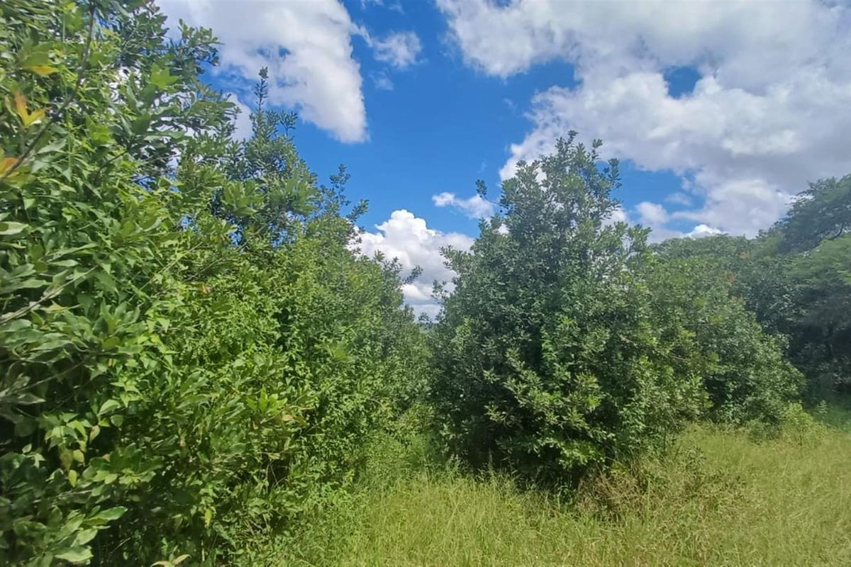 7.0109 ha Smallholding with Family Home, Loft Potential and Established Beaumont Orchard - Photo 4