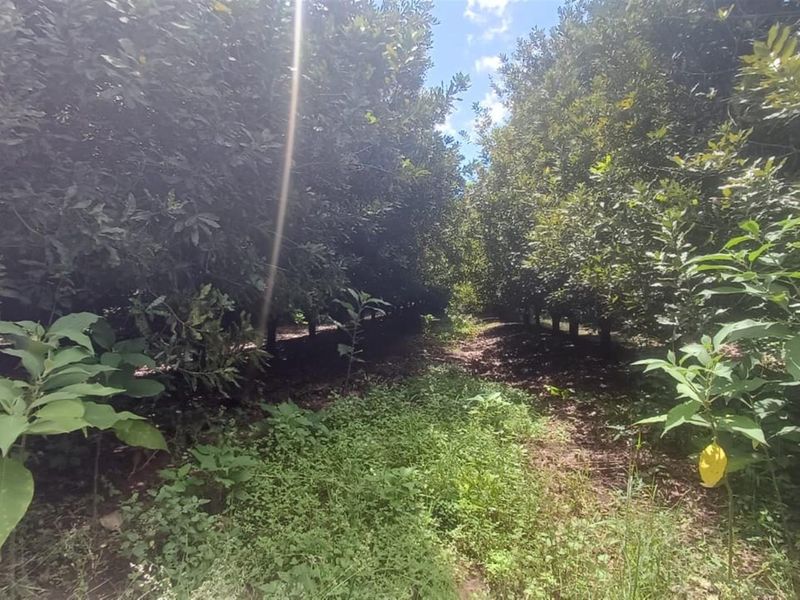 7.0109 ha Smallholding with Family Home, Loft Potential and Established Beaumont Orchard - Photo 3