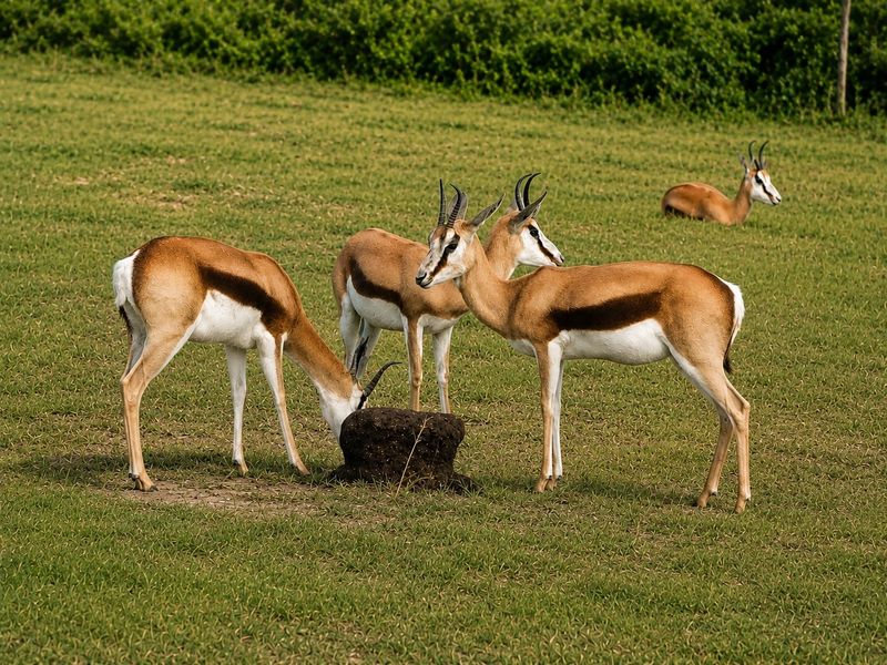 A grassy field with several springbok grazing, showing natural landscape features.