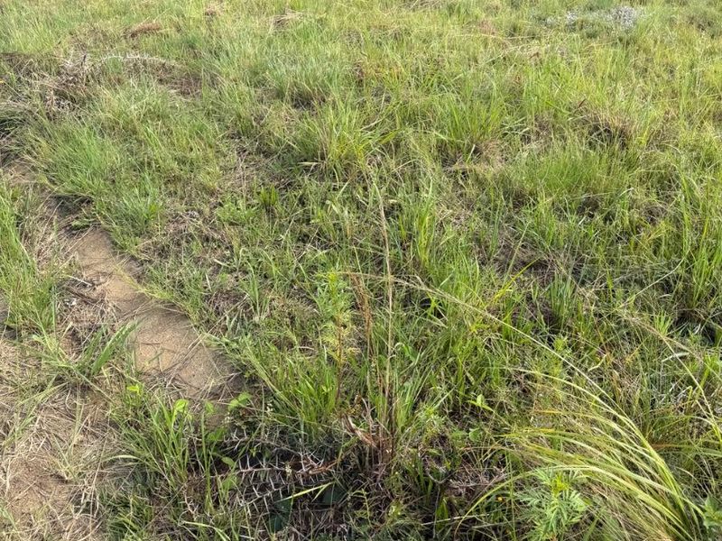 Vacant land for sale at Vryheid - Photo 2