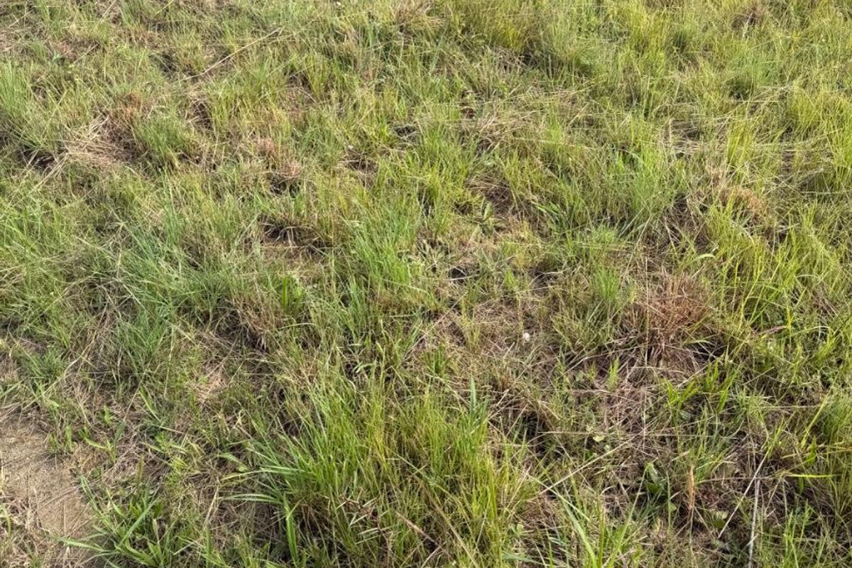 A view of the vacant residential land featuring natural grass coverage.
