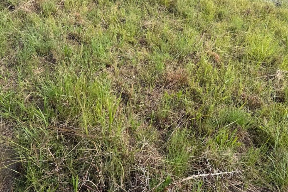 A view of a vacant residential plot featuring natural grass coverage and a boundary wall in the background.