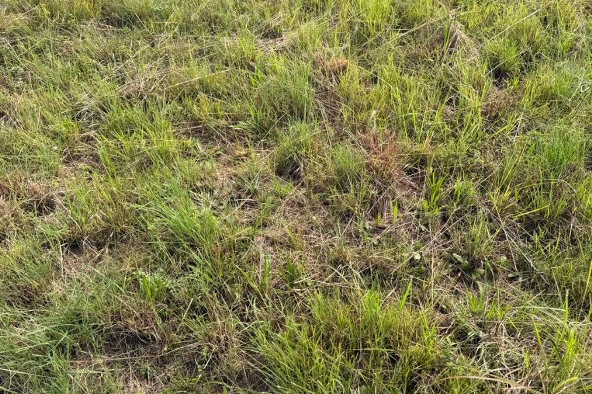 A view of the vacant residential land featuring natural grass coverage.