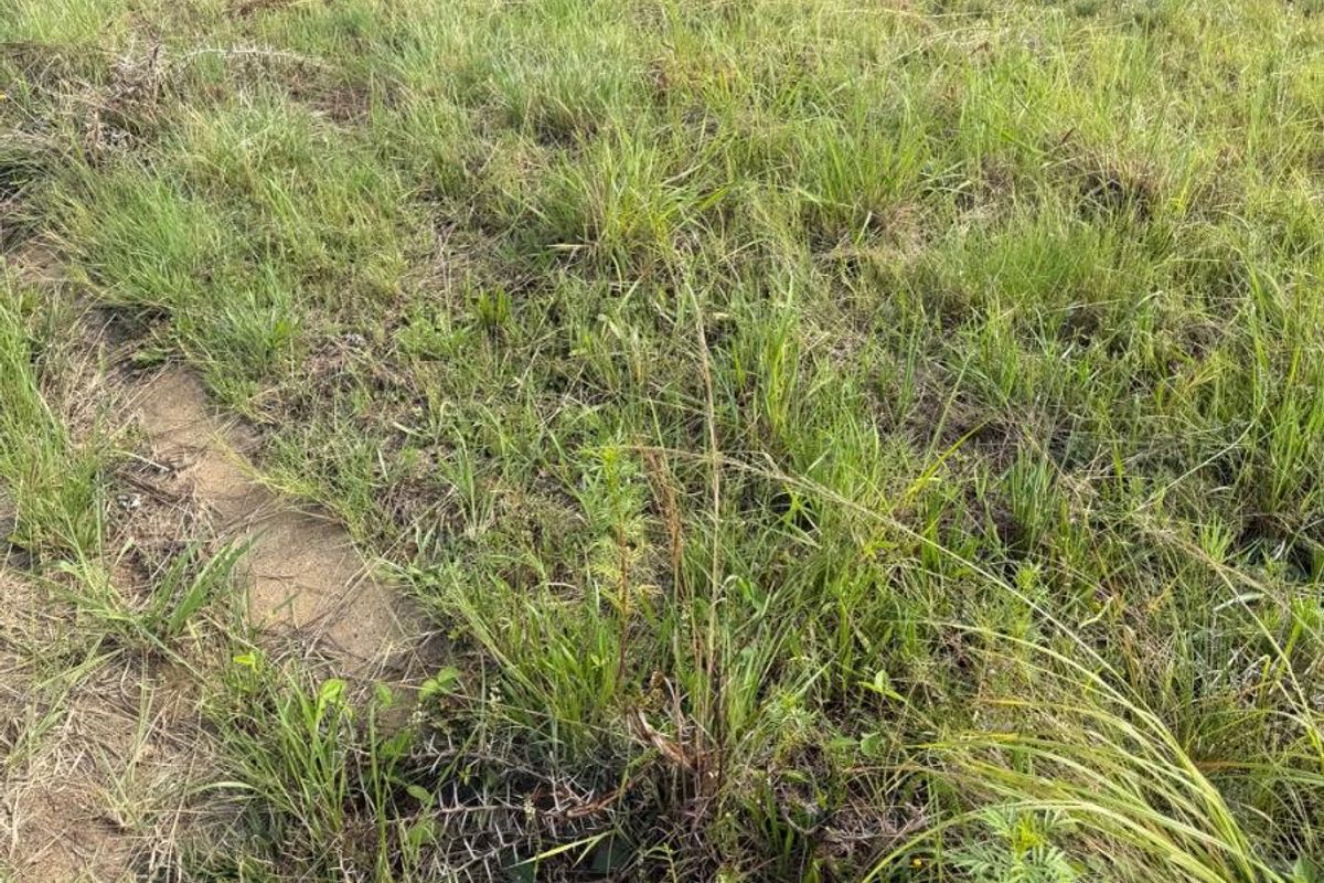 A vacant residential plot featuring natural grass coverage and a perimeter boundary wall.
