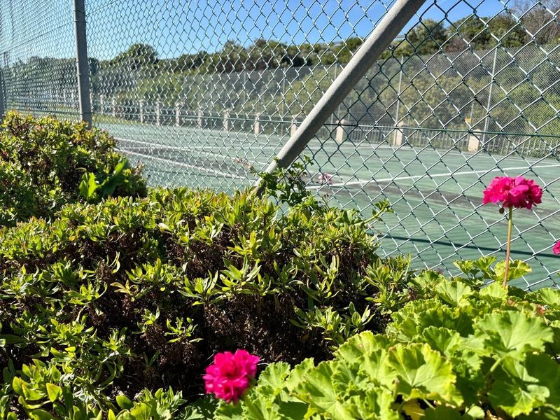 A view of a communal tennis court facility enclosed by chain-link fencing, bordered by landscaped garden beds.
