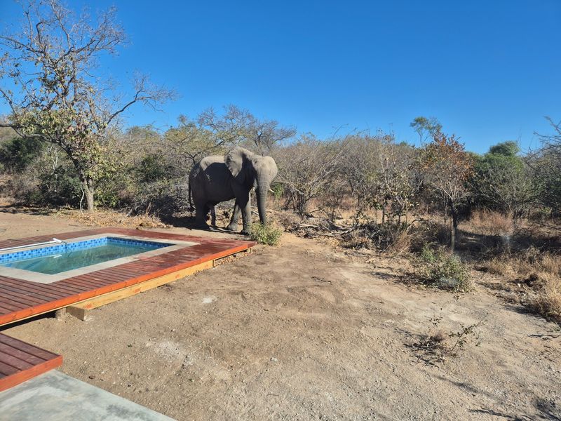 Outdoor pool area featuring a wooden deck set against a natural bushveld landscape with wildlife present.
