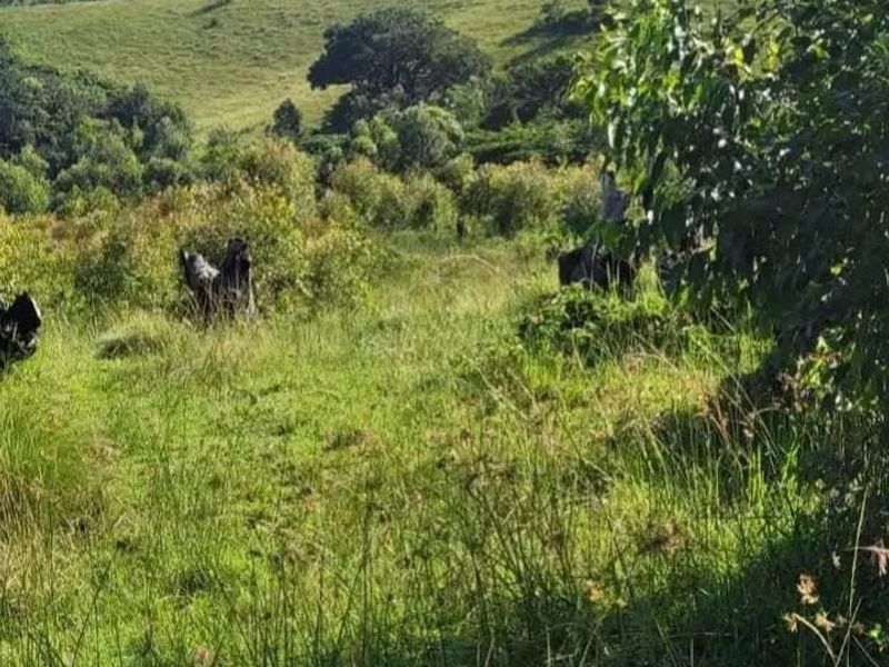 A scenic view of the farm's rolling green hills and natural pasture land, showcasing the expansive rural landscape.