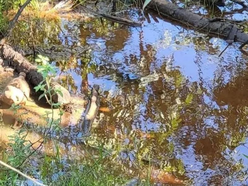 A view of a marshy, waterlogged area on the property grounds with dense vegetation and standing water.