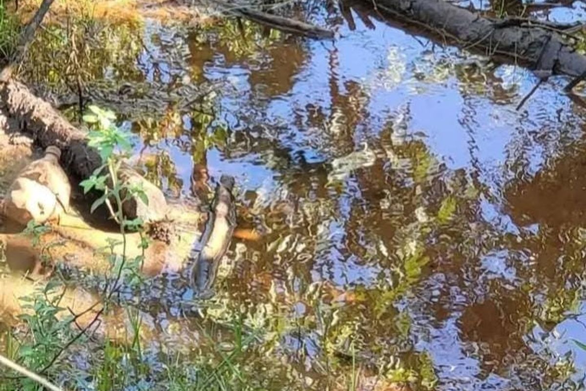 A view of a marshy, waterlogged area on the property grounds with dense vegetation and standing water.