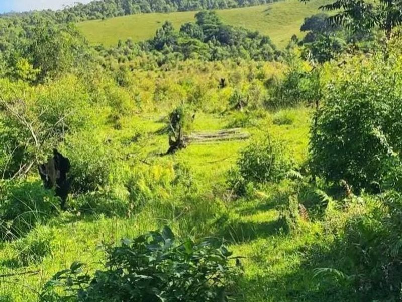 A scenic view of the farm's natural landscape, featuring rolling green hills and indigenous vegetation under a clear sky.