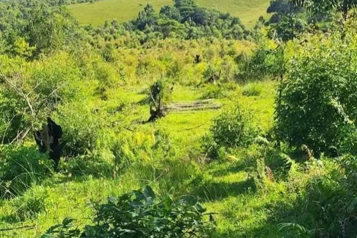 A scenic view of the farm's natural landscape, featuring rolling green hills and indigenous vegetation under a clear sky.