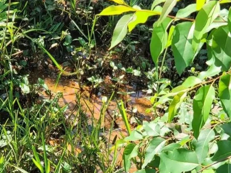 A close-up view of natural vegetation and marshy ground on the farm property.