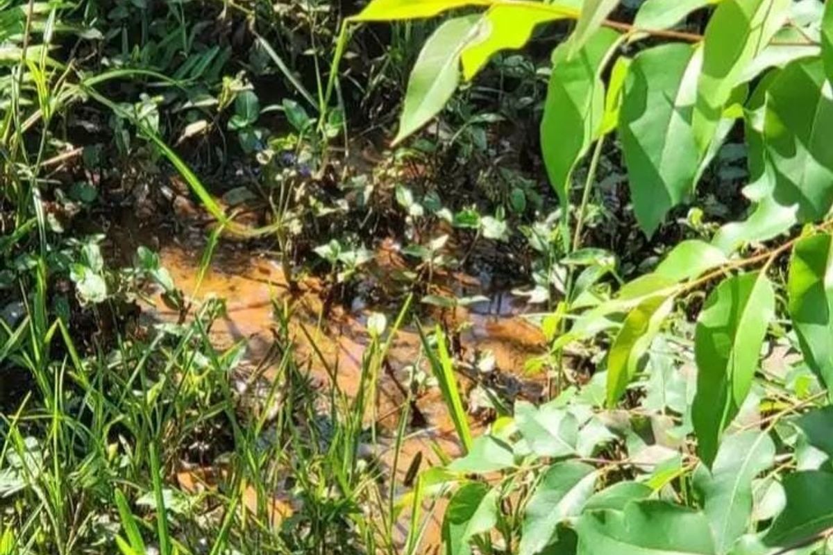 A close-up view of natural vegetation and marshy ground on the farm property.