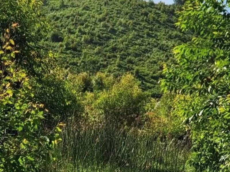 A scenic view of a lush green hillside and natural landscape on the farm property.