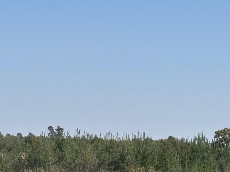 A view of the open grassland and surrounding mature trees on the vacant commercial property.