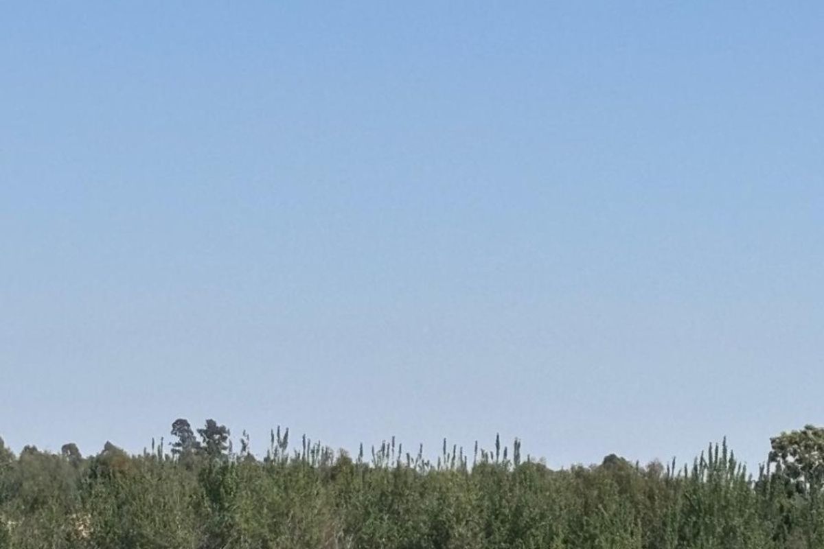 A view of the open grassland and surrounding mature trees on the vacant commercial property.