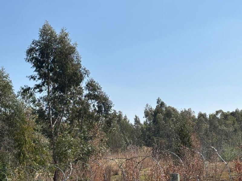 A view of the vacant commercial land featuring perimeter fencing with razor wire and mature trees.
