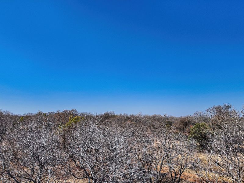 A wide-angle view of the natural landscape featuring native trees and vegetation under a clear blue sky.