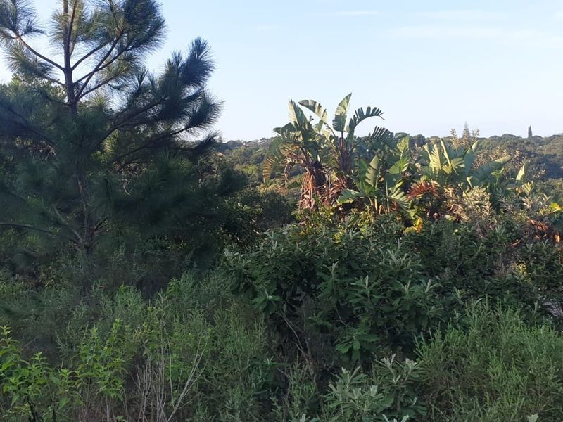 A view of the natural, undeveloped landscape featuring dense native vegetation and mature trees on the residential plot.