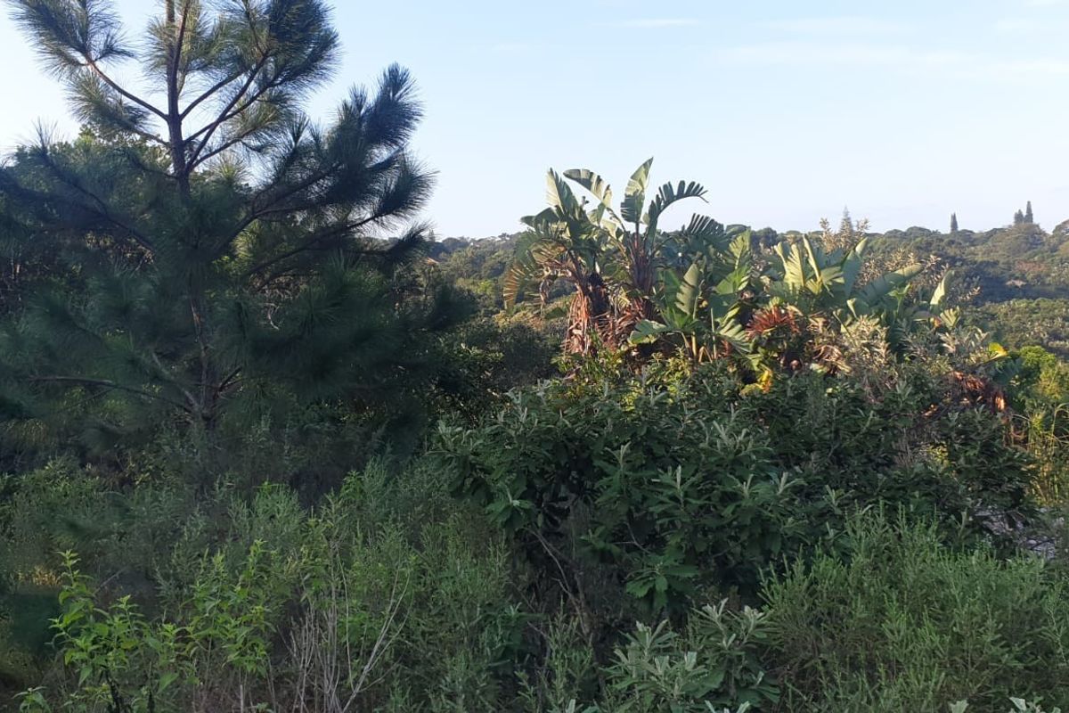 A view of the natural, undeveloped landscape featuring dense native vegetation and mature trees on the residential plot.