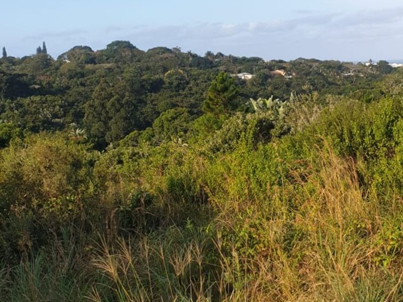 A scenic view of the natural landscape and dense vegetation on the vacant residential property.