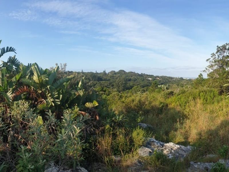 A panoramic view of the natural landscape and indigenous vegetation on the vacant residential property.