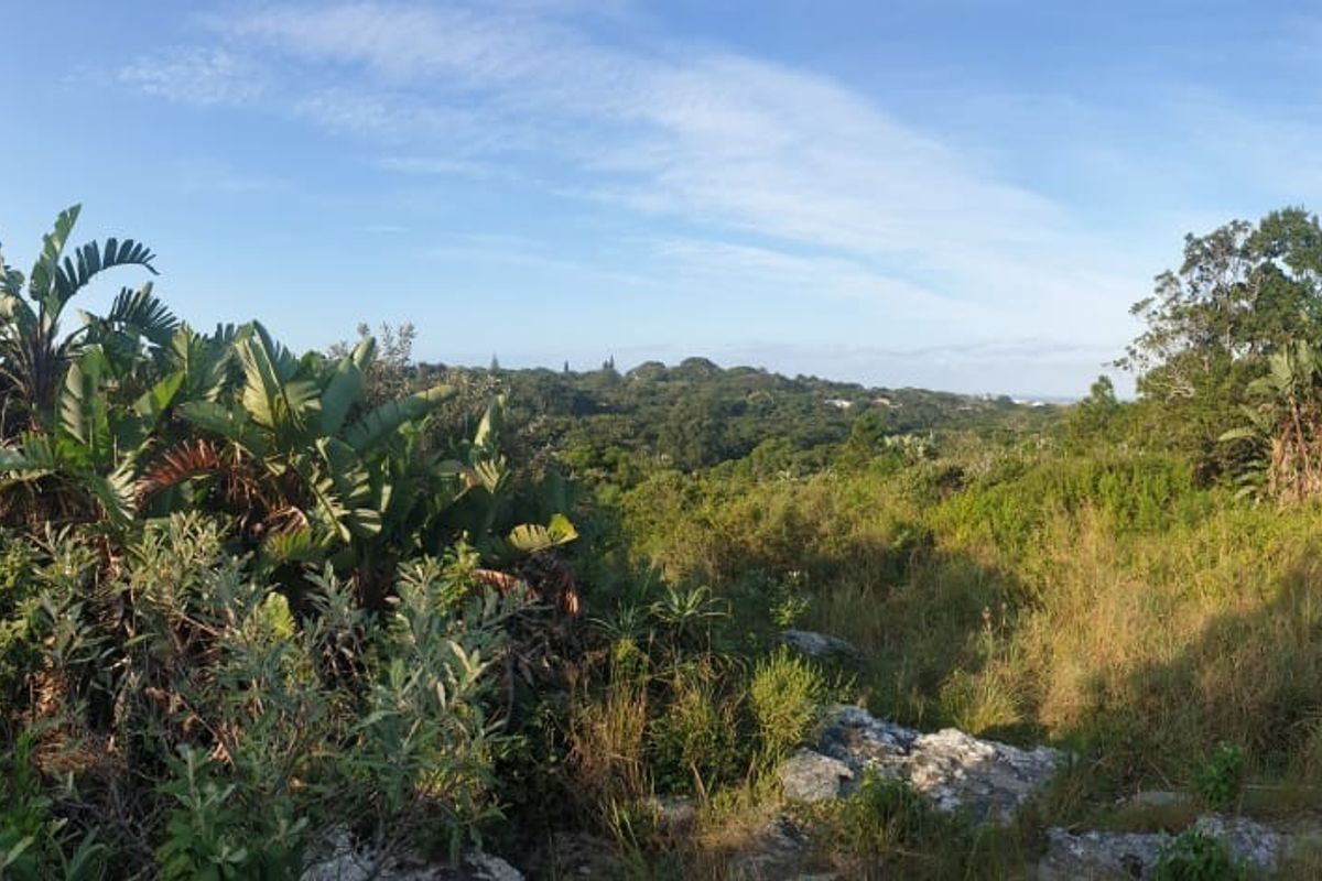 A panoramic view of the natural landscape and indigenous vegetation on the vacant residential property.