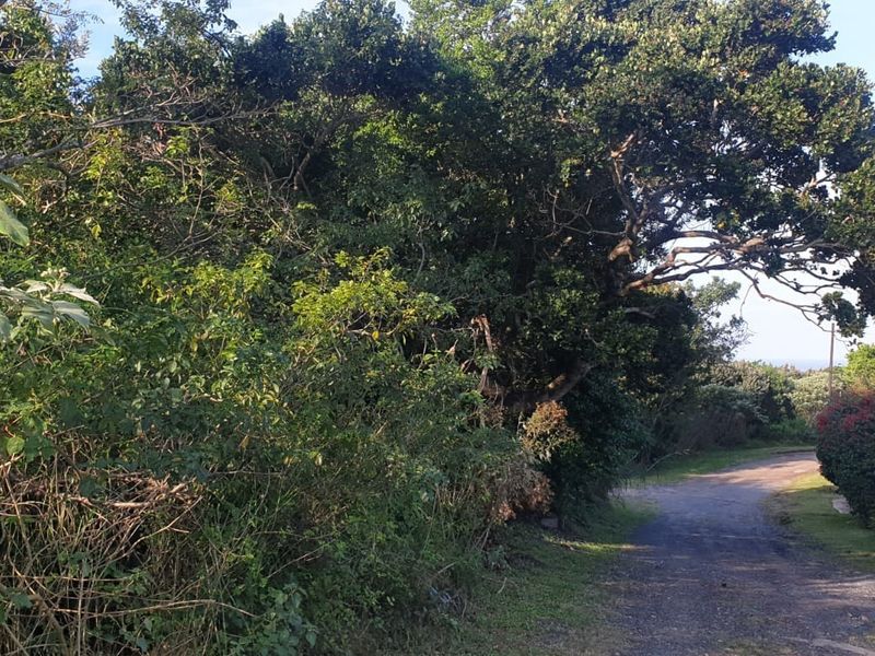 A view of an unpaved access road bordered by mature trees and dense vegetation on a vacant residential plot.