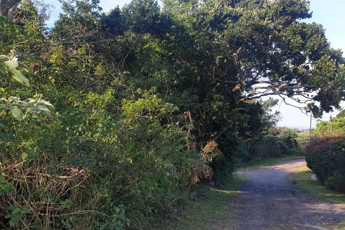 A view of an unpaved access road bordered by mature trees and dense vegetation on a vacant residential plot.